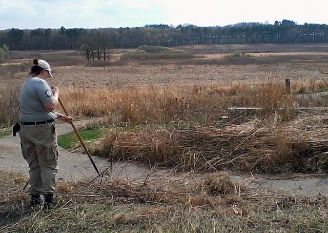 Cedar Six member removing invasive plants