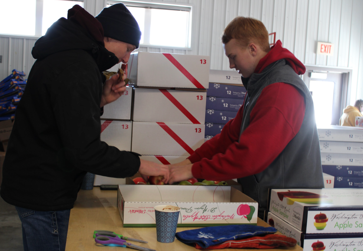 Senior members Ben McGowan and Wes McKenna are quality checking fruit. . Click to read article