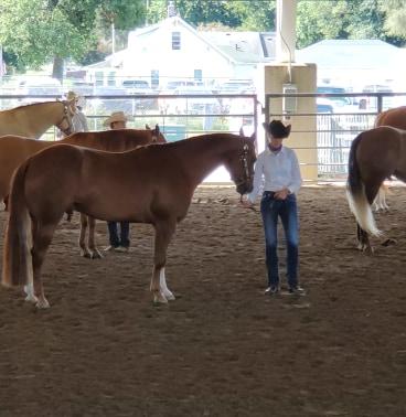 Maren Redlinger and her horse Ruger are having a memorable time at the Iowa State Fair