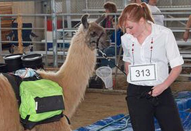Aspen Auld and her llama received a national honor earlier this month.