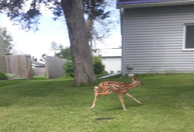 You never know what you'll see inside the city limits, but usually this is not one of them!