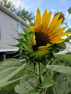 Photo submitted by Samantha Kluppelberg of her sunflower in mid-bloom