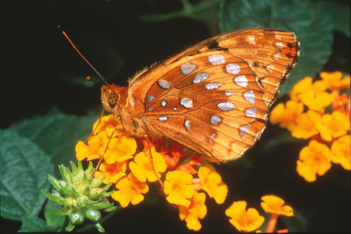 Iowa jewels to be safeguarded: Great Spangled Fritillary