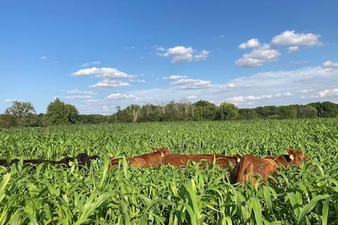 Cows grazing on sudangrass