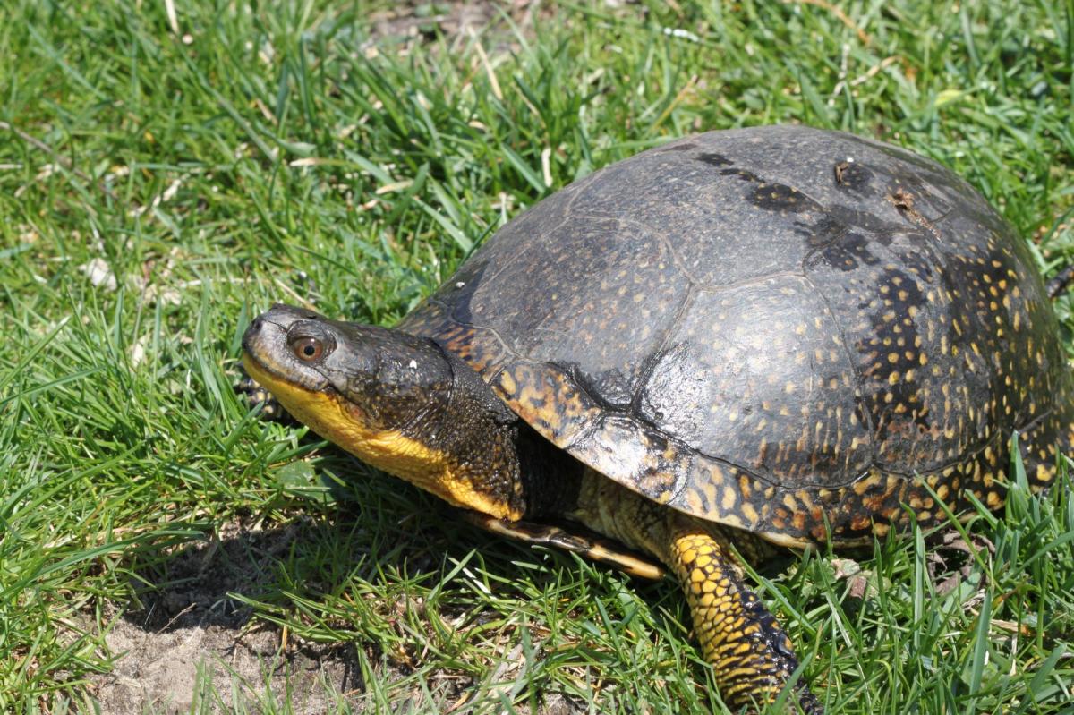 A Blanding's turtle found to be living at the airport