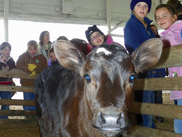 Children from TIilford Elementary eye a calf during Third Grade Ag Day at the BC Fairgrounds.