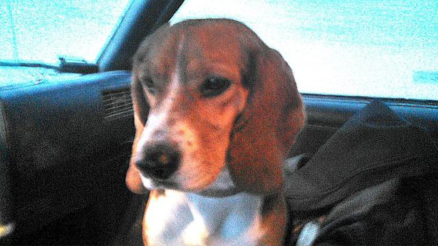 Two beagles have been found in the area recently. Can you help them get home?