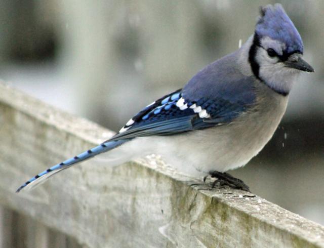 A few blue jays have been finding food -- cat food -- at a residence north of Vinton this winter.