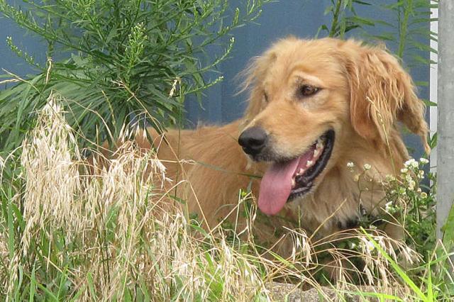 This dog is missing from the Dysart area; can you help find her?