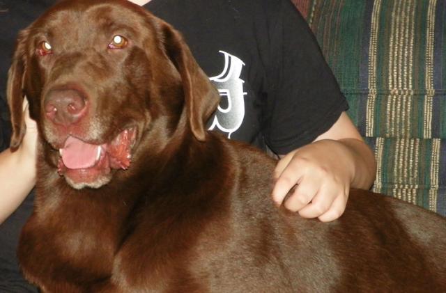 Buddy where he THOUGHT he belonged, on a lap!