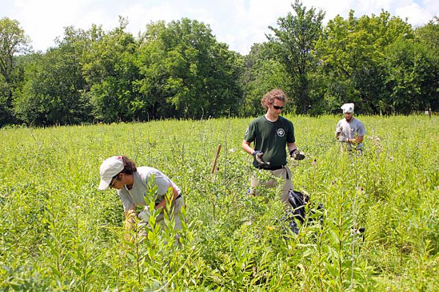 The team removes Canadian Thistle at Wapello Land & Water Reserve.