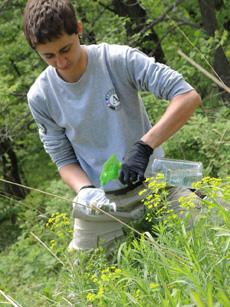 Sylar treating leafy spurge by glove of death