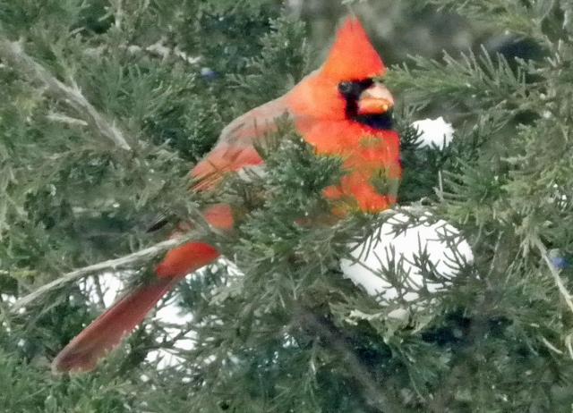 A male cardinal perches in an evergreen tree north of Vinton Thursday morning.