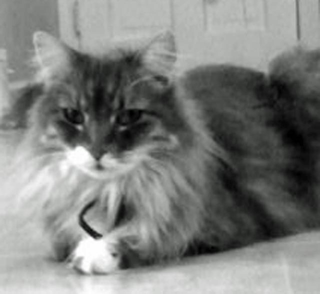 This 10-year-old cat has been reported missing in Vinton.
