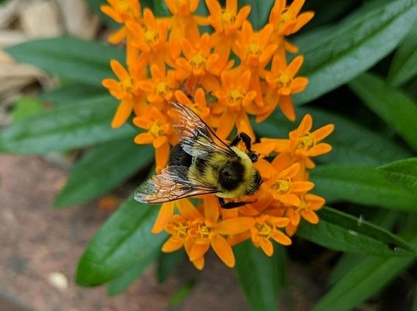 Common Eastern Bumble Bee foraging on Butterfly Milkweed