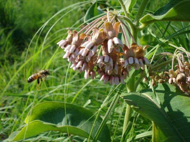 Common Milkweed