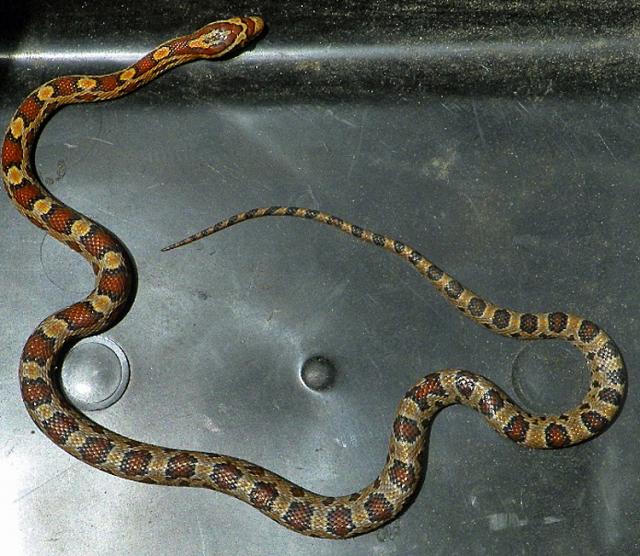A corn snake apparently from Florida made the journey to Vinton in the back of a vehicle.