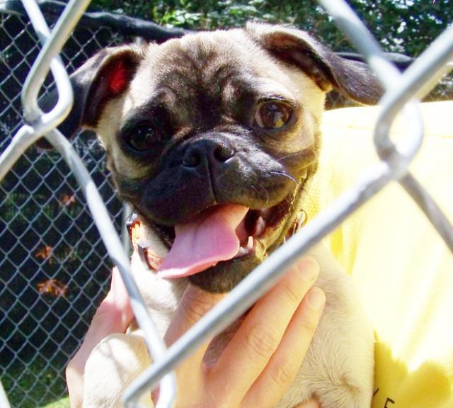 Bella escaped a house fire in June of 2010, thanks to quick action by two teenagers.