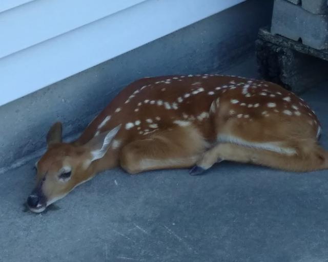 A baby deer, separated from its mother on Sunday morning, waited for its mother to return