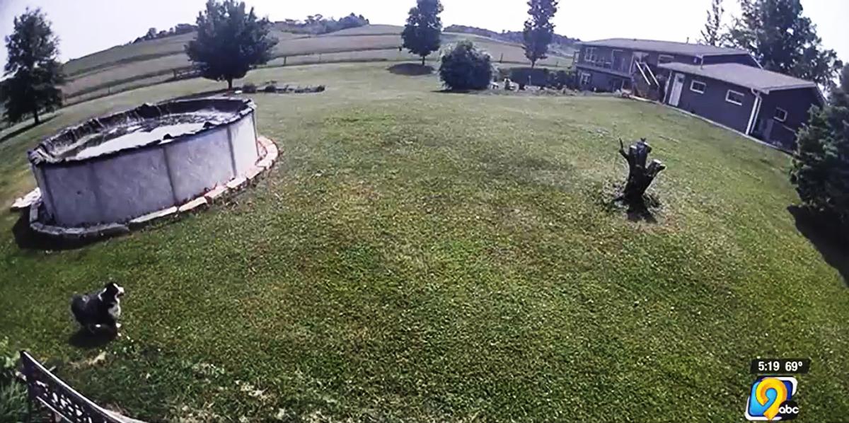 Article Thumbnail. A dog that doesn't belong to the owner can be seen in the DeLong yard before it attacked one of the cats on the property 