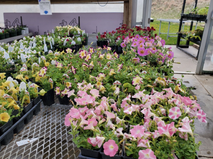 The Vinton-Shellsburg greenhouse was in full bloom this spring.. Click to read article