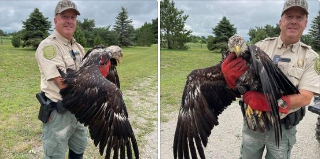 Pat Jorgensen of the DNR holds a young injured Bald Eagle just north of Vinton