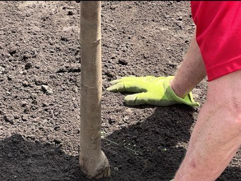  Backfilling soil around the base of a newly planted tree