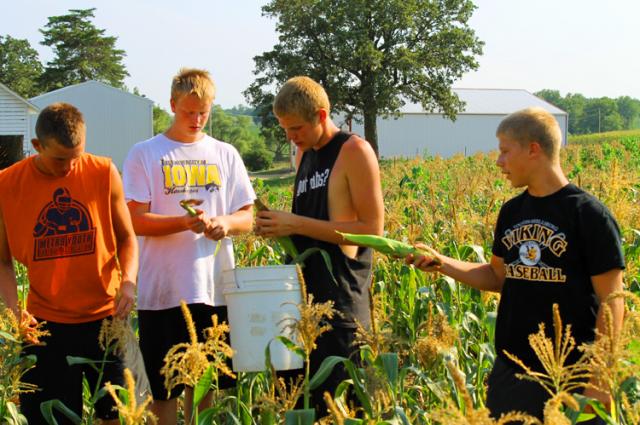 Viking players look for healthy ears of sweet corn in a drought-battered field.