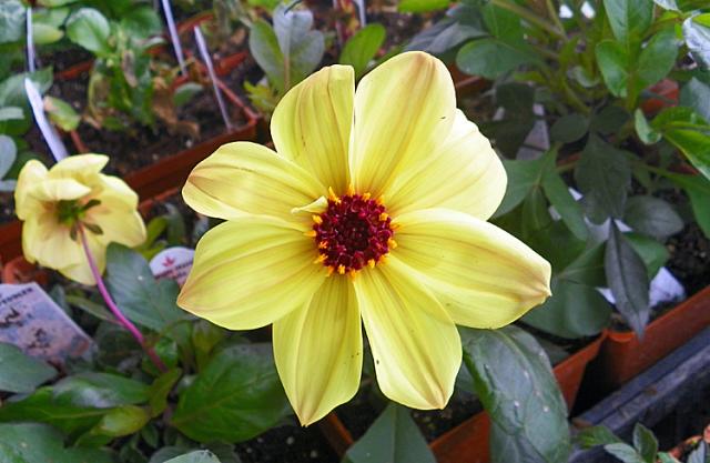 This is just one of the many varieties of plants available from the VSHS Horticulture class.
