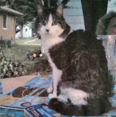 This cat has been missing in Vinton since Saturday.