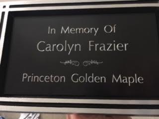 The plaque that will be placed near the tree.