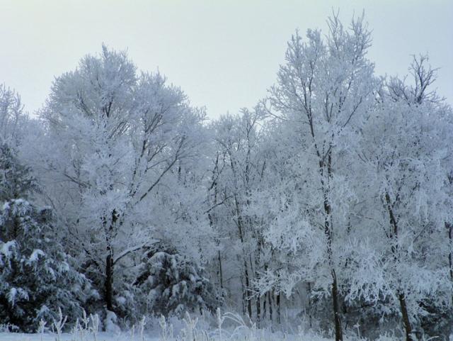Conditions were just right to cover many area trees with a thick layer of white frost.