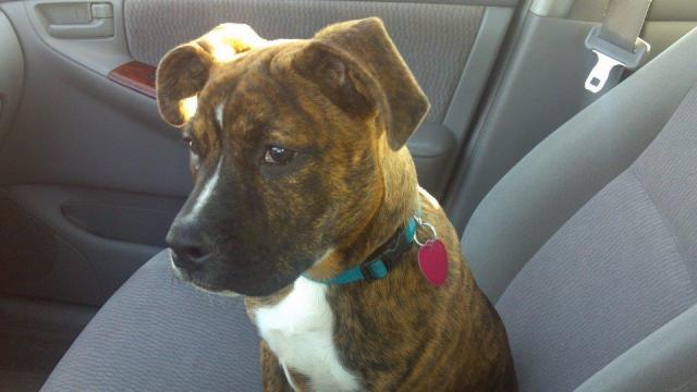 The dog has been reported missing near Atkins.