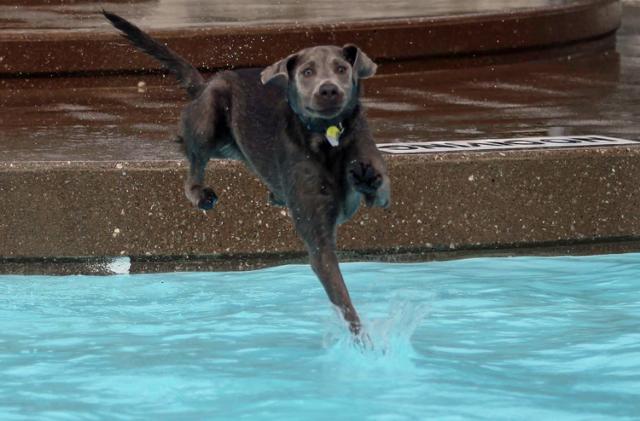 Doggie Dip: The 2014 pool season ended with the traditional event on Sunday.