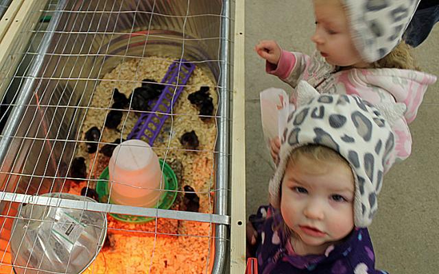 Grandaughters helped convince Grandpa to allow the Close property to become a poultry farm.