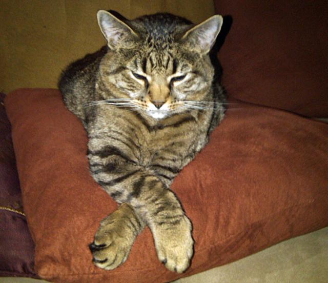 Can you help find Jack? He is blind.