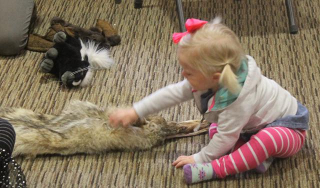 Checking out the pelt of a nocturnal animal, the coyote, as part of a lesson at the Nature Center