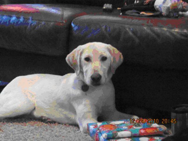 If you see this missing lab, please contact the owner.