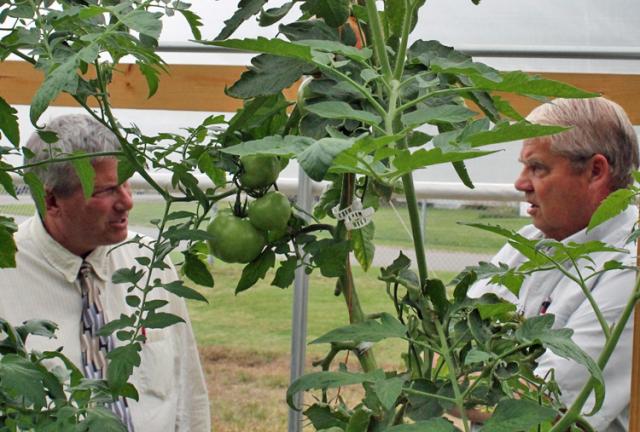 Iowa Ag Sec. Bill Northey and Mike Elwick discuss the Old School Produce tomato-growing system.