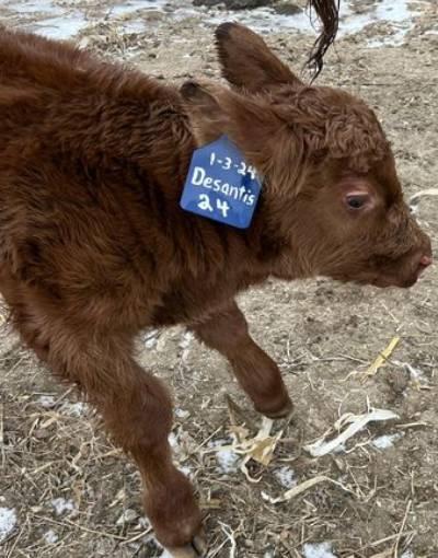 It's caucus season, this calf is all in for DeSantis