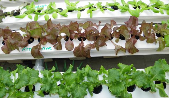 Here are a few of the variety of lettuce plants Mike Elwick grows in hydroponic trays.