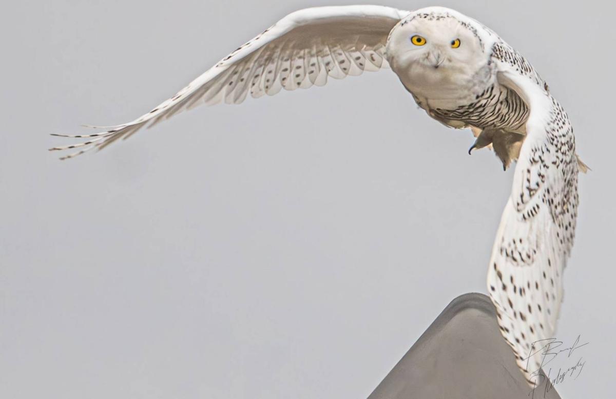Photo captured by Paul Brooks of a Snowy White Owl