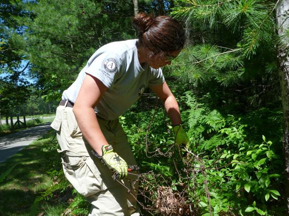 Valerie Munoz taking out a barbed wire fence from a trail at Traverse City State Park