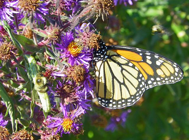 Butterflies and bees fulfill their role in nature at the outdoor classroom at Tilford.