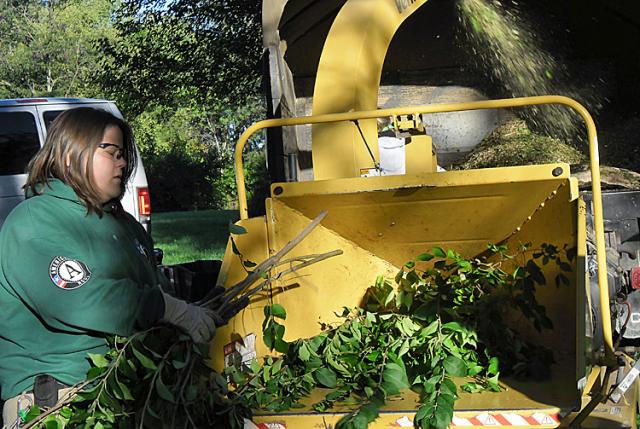 NCCC Team Leader Holly loading wood chipper with invasive honeysuckle.