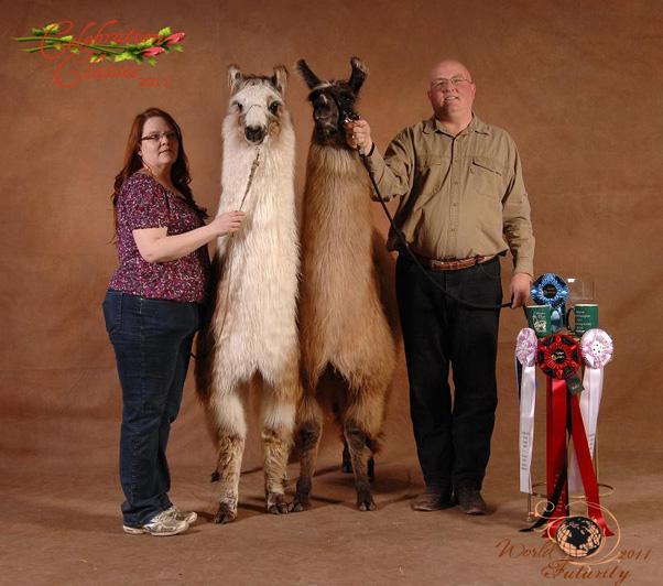 Steve & Sandy Auld of Lluminous Llamas of Van Horne, recipients of the Small Breeder Award