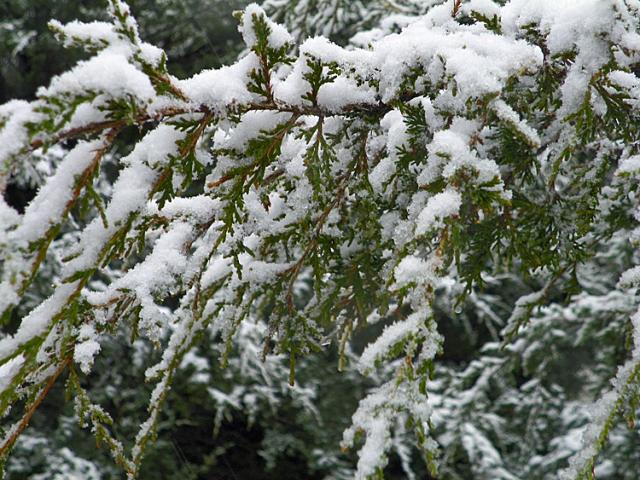 Saturday began with a light layer of snow.