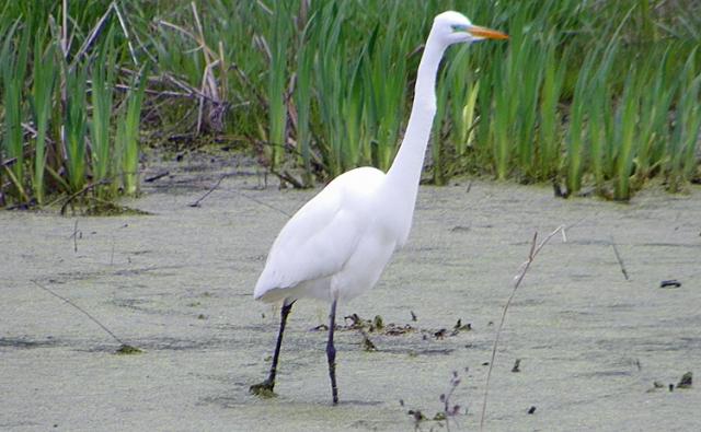 One of two storks seen on a pond along 24th Ave. Drive north of Vinton on Thursday.