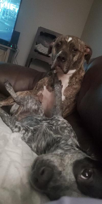 Harley is just chilling with