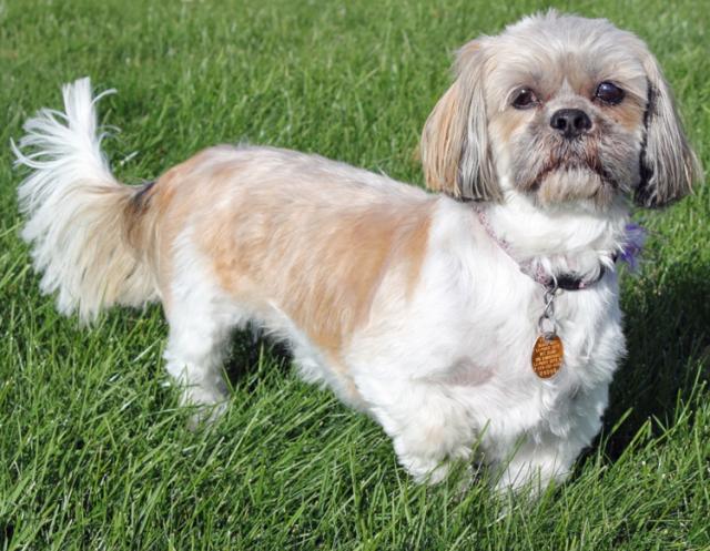 Meet Toto (aka Polly Scheel), the beloved sidekick of Dorothy Gale from Kansas.